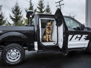 福特F-150警用皮卡 可携带警犬执行巡逻
